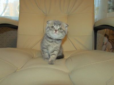 Лот: 5819405. Фото: 1. шотландские котята девочка (красивая... Кошки, котята