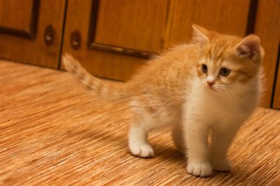 Лот: 3702566. Фото: 1. Шотландский прямоухий с документами... Кошки, котята
