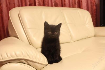 Лот: 2421798. Фото: 1. Продам британца. Кошки, котята
