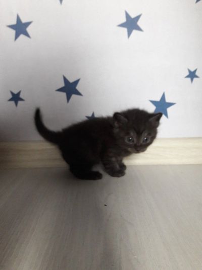Лот: 11885578. Фото: 1. Отдам котят:). Кошки, котята