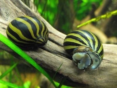 Лот: 6768869. Фото: 1. Улитка Neritina natalensis sp... Моллюски, ракообразные, кораллы