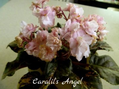 Лот: 5209716. Фото: 1. Фиалка сортовая Caralil's Angel... Горшечные растения и комнатные цветы