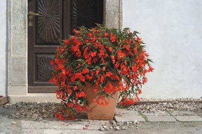 Лот: 9587797. Фото: 1. Бегония ампельная боливийская. Садовые цветы