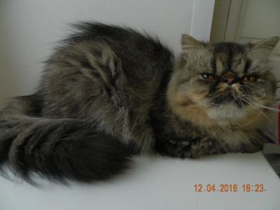 Лот: 7309837. Фото: 1. отдам пару персидских кота и кошку... Кошки, котята