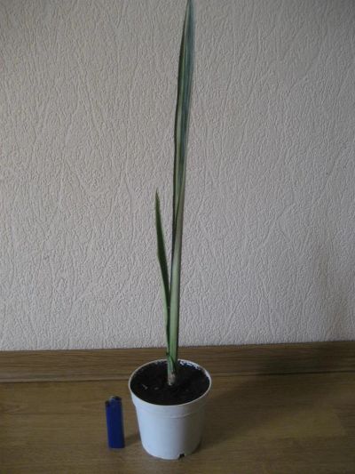 Лот: 3849312. Фото: 1. Сансевиерия вариегатная. Sansevieria... Горшечные растения и комнатные цветы