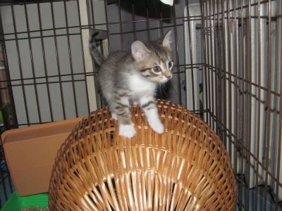 Лот: 3029336. Фото: 1. Подарю котят. Кошки, котята