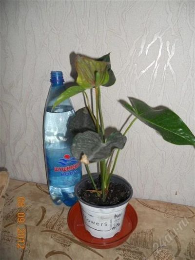 Лот: 2094002. Фото: 1. Антуриум Феска. Горшечные растения и комнатные цветы
