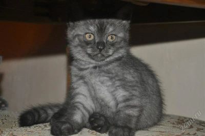Лот: 2899452. Фото: 1. Британский котенок. Кошки, котята