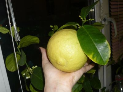 Лот: 8382626. Фото: 1. лимон , привитый (будет плодоносить... Горшечные растения и комнатные цветы