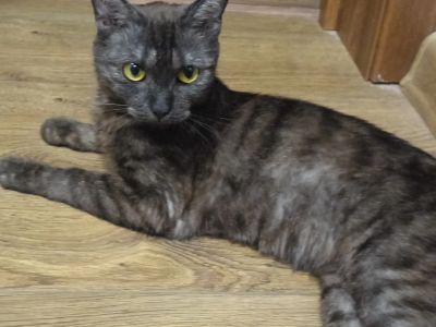 Лот: 25605069. Фото: 1. Кошечка хищница. Кошки, котята
