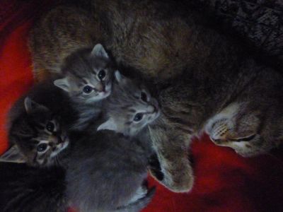 Лот: 3461607. Фото: 1. Привезу в подарок котенка. Кошки, котята