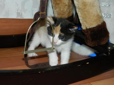 Лот: 7228191. Фото: 1. Трехцветная кошечка в добрые руки. Кошки, котята