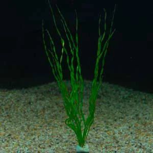 Лот: 6584262. Фото: 1. Эхинодорус "Везувий" (Echinodorus... Водные растения