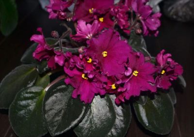 Лот: 6298256. Фото: 1. Сортовая фиалка ЕК-Баккара или... Горшечные растения и комнатные цветы