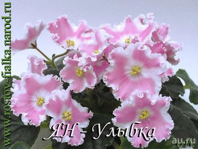 Лот: 9729158. Фото: 1. Лист фиалки ЯН-Улыбка. Горшечные растения и комнатные цветы