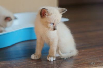 Лот: 3045093. Фото: 1. Котята Священная бирма. Кошки, котята