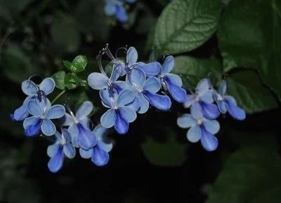 Лот: 11263966. Фото: 1. Клеродендрум Угандийский. Горшечные растения и комнатные цветы