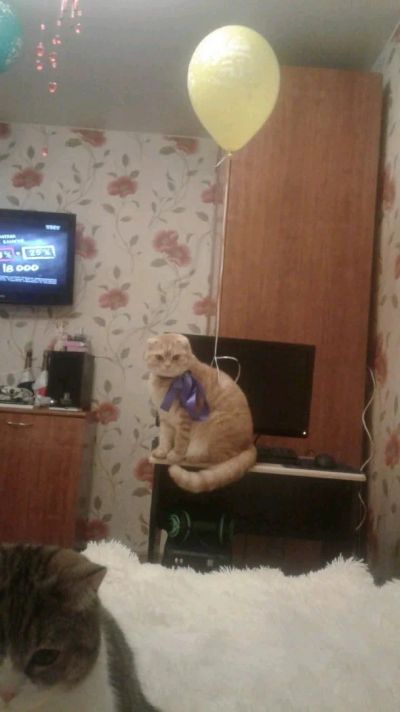 Лот: 11610767. Фото: 1. Шотландский кот Максим. Кошки, котята