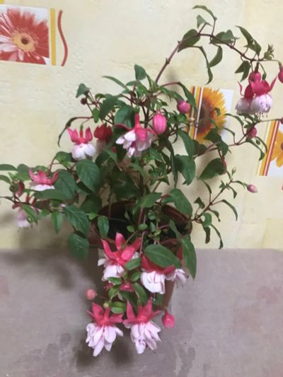 Лот: 16309129. Фото: 1. Фуксия Таусендшон взрослая цветущая. Горшечные растения и комнатные цветы