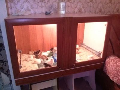 Лот: 5204140. Фото: 1. Брудер для циплят. Домики, переноски, клетки, когтеточки