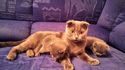 Лот: 4054139. Фото: 1. Шотландские голубые котята. Кошки, котята