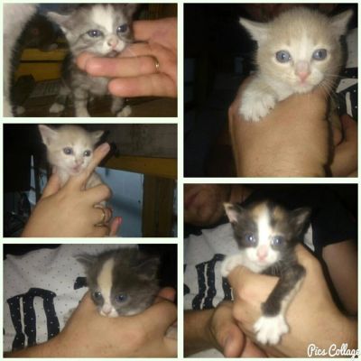 Лот: 7694727. Фото: 1. Отдам котят красивых. Кошки, котята