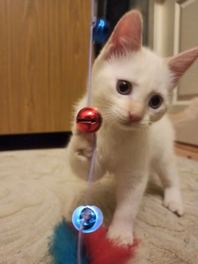 Лот: 16776650. Фото: 1. Отдам белого голубоглазого котёнка. Кошки, котята