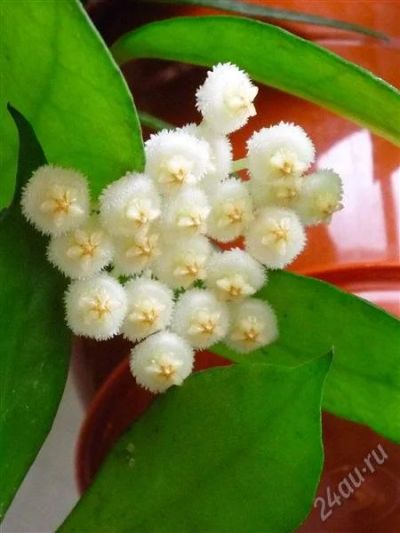 Лот: 1394318. Фото: 1. Хойя лакуноза (Hoya lacunosa). Горшечные растения и комнатные цветы