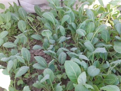 Лот: 2866701. Фото: 1. Капуста брокколи (рассада). Другое (семена, рассада, садовые растения)