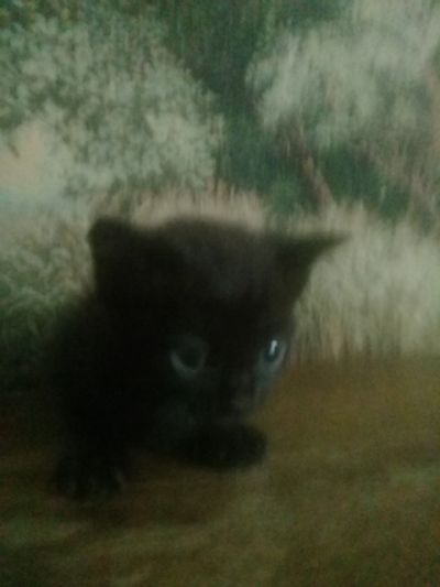 Лот: 16655201. Фото: 1. Котята принесут удачу в дом!. Кошки, котята