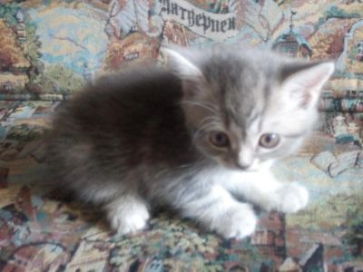 Лот: 5538065. Фото: 1. Мальчик британец, ждет своих любимых... Кошки, котята