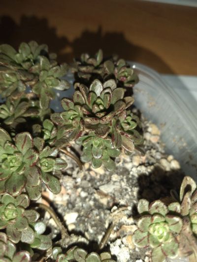 Лот: 9168205. Фото: 1. эониум Aeonium sedifolium миниатюрный... Горшечные растения и комнатные цветы