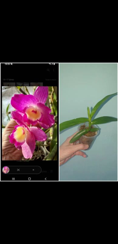 Лот: 22198231. Фото: 1. Дендробиум нобиле орхидея ,детка. Горшечные растения и комнатные цветы