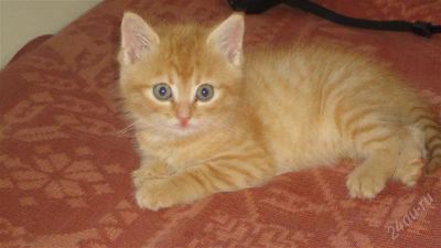 Лот: 2170384. Фото: 1. Котёнок с приданным (самое нужное... Кошки, котята