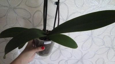 Лот: 8458711. Фото: 1. орхидея фаленопсис F20(отцвела... Горшечные растения и комнатные цветы