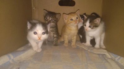 Лот: 11520751. Фото: 1. Котята. Кошки, котята