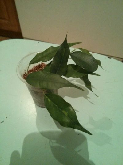 Лот: 7492873. Фото: 1. Фикус дэнилайт. Горшечные растения и комнатные цветы