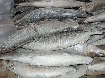 Лот: 7312045. Фото: 1. Енисейская северная рыба. Икра, рыба, морепродукты