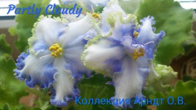 Лот: 11681872. Фото: 1. Фиалка Partly cloudy, лист. Горшечные растения и комнатные цветы