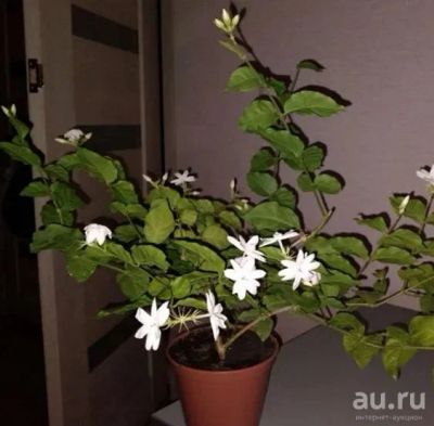 Лот: 17276765. Фото: 1. Жасмин самбак (Jasminum sambac... Горшечные растения и комнатные цветы