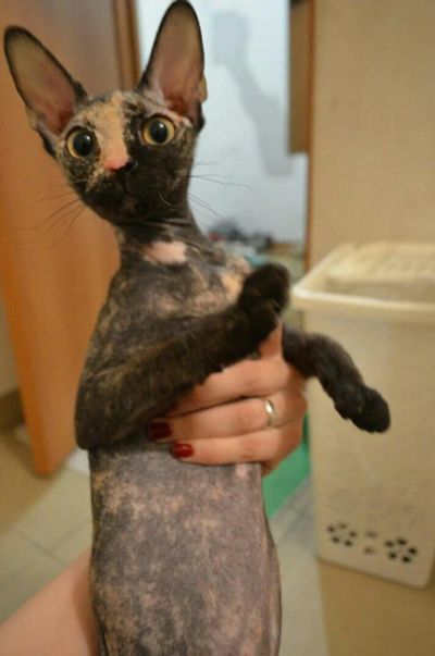 Лот: 8150004. Фото: 1. сфинкс кошка девочка. Кошки, котята