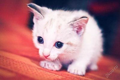 Лот: 2848935. Фото: 1. Отдам котят. Кошки, котята