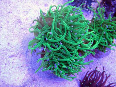 Лот: 5248356. Фото: 1. Эуфиллия факельная (Euphyllia... Моллюски, ракообразные, кораллы