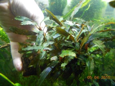 Лот: 5346732. Фото: 1. Bucephalandra sp. Alamanda Green... Водные растения