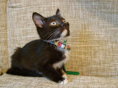 Лот: 3222597. Фото: 1. котенок (девочка), 4 месяца. Кошки, котята