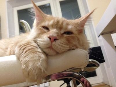 Лот: 7939183. Фото: 1. Тяжеловес среди Мейн Кунов. Здоровый... Кошки, котята