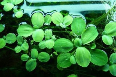 Лот: 12735622. Фото: 1. Пистия ( Pistia stratiotes). Водные растения