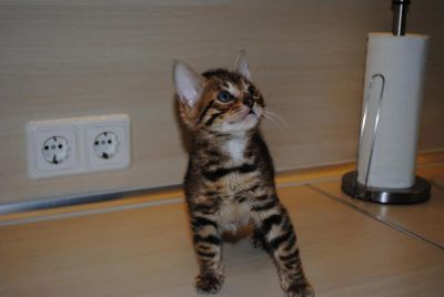 Лот: 6293492. Фото: 1. Продам шикарного бенгальского... Кошки, котята