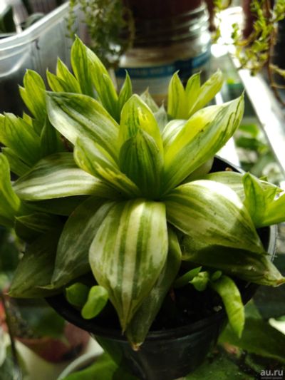 Лот: 16665626. Фото: 1. Хавортия cymbiformis variegata... Горшечные растения и комнатные цветы