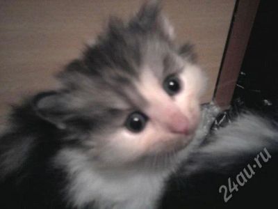Лот: 672409. Фото: 1. Котики. Остальные животные